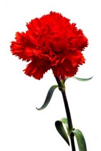 Carnation Un horóscopo floral 1