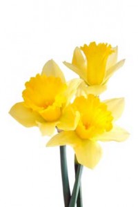 Daffodil Un horóscopo floral 3