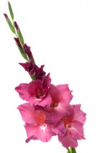 The Gladiolus Un horóscopo floral 8
