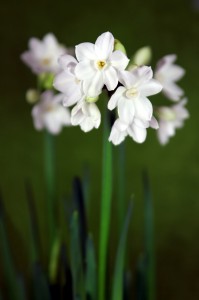 The Narcissus Un horóscopo floral 12
